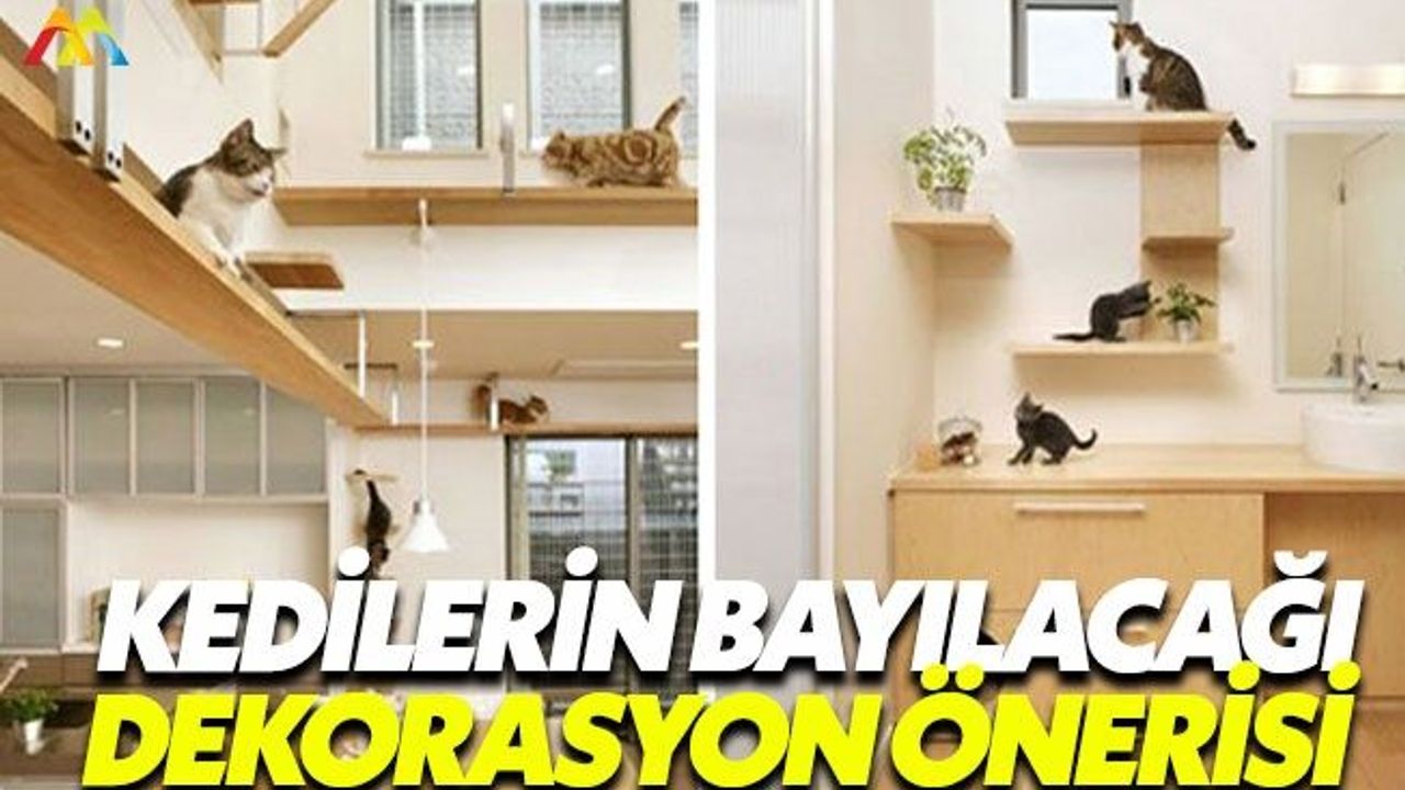 Kediler bu dekorasyon önerisine bayılacak