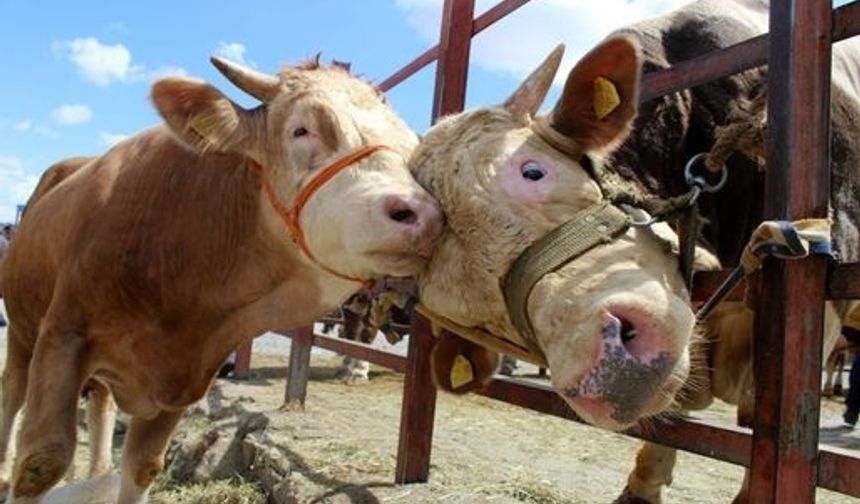 Kurban Bayramı Tatilinin Kaç Gün Olacağı Belli Oldu.. İlk Resmi Açıklama Geldi